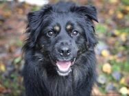 Milow sucht ein Zuhause - Pirmasens