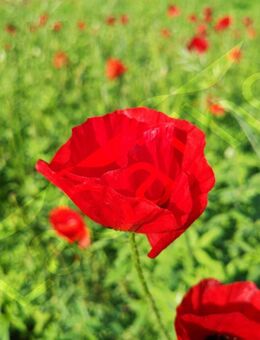 Roter Klatschmohn Samen Mohn Mohnblume mehrjährig Saatgut Mohne Rotermohn Blumen rote Blüten Mohnwiese bee insektenfreundliches garden Geschenk Biene Sonne Saat Frühling SWR Vatertag Blumenwiese - Pfedelbach