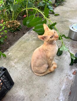 Schöne Katze mit Kräuselhaar 1 Jahr alt mit Impfpass - Sögel