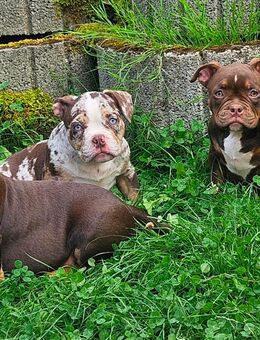Wunderschöne American Bully Welpen zu Verkaufen!! - Kirchheim (Neckar)