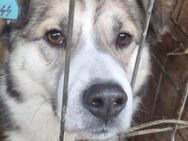 Charly(2), freundlich und neugierig - Bonndorf (Schwarzwald)