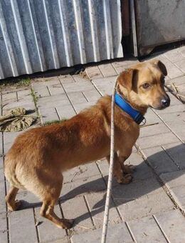 Morzsi - ein bezauberndes Fellnäschen! - Heinsberg