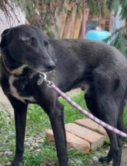 IGOR ist ein toller Familienhund - Berlin