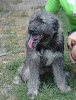 Junghündin Sissi sucht ein Zuhause - Laufen