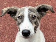 Shiro, ein idealer Familienhund - Dittelbrunn