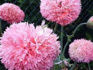 Gefüllter Rosa Mohn-Samen Mohnwiese Hummel rosafarben Mohnpflanze Blumen Samen - Pfedelbach