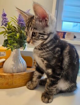 Bengal Mainecoon Mix Kitten - Berlin