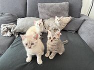 BKH Kitten - Wetter (Hessen) Zentrum