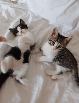 BKH Mix Kitten suchen ein neues Zuhause - Rosenheim