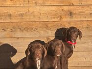 Labrador Mix Babys - Schnega