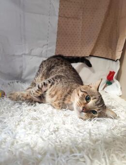 Markos aus dem Tierschutz - Grevenbroich