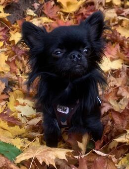 Chihuahua langhaar - Nesse-Apfelstädt