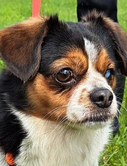 Bianca - Disney lässt grüßen - Obertshausen