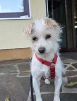 Süße Ms. Butterfly - München