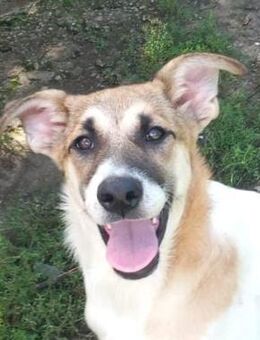 Nala💜💜💜 Hat Lust zu lernen - Bad Karlshafen