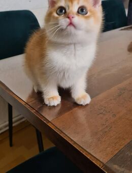 Bkh lusi junge Katze - Berlin