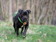 Cane Corso Frozen wartet auf dich! - München