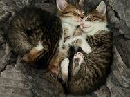 Süße Katzenbabys suchen ein liebevolles Zuhause - Mainz
