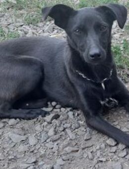 Süße Szaffi sucht ihre Menschen - Weilheim (Oberbayern)