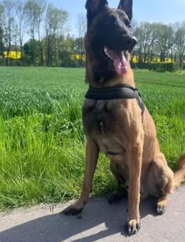 Wurfankündigung - Münster