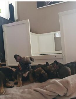 Farnzösische Bulldogge Welpen - Remscheid