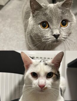 Zwei süße Katzen - Schöningen