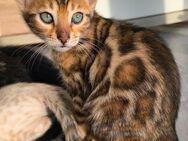 Wunderschöne Reinrassiger Bengalkitten mit Stammbaum - Memmingen Zentrum