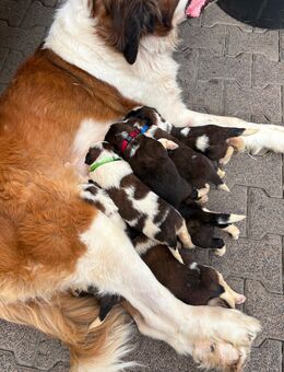 Bernhardiner Welpen zu verkaufen - Runkel