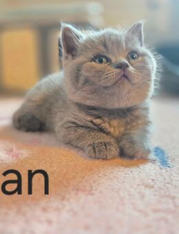 BLH/BKH Kitten - Bebra