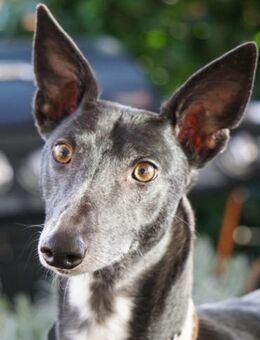 Fridolin🐾 - Sindelfingen