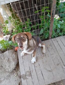 Ormous sucht seine Menschen - Kropp