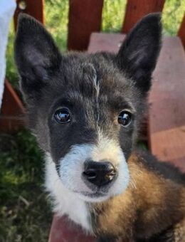 CHARLIE - sucht ein liebes Zuhause - Seggebruch