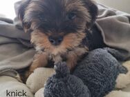Welpen, Yorkshire Terrier Mischling zu verkaufen - Berg (Neumarkt)