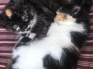 Kitten - Delmenhorst Zentrum