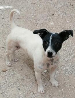 Luba hat glücklicherweise überlebt - Laatzen