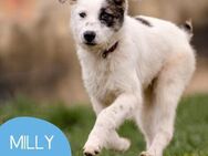 Kleine Milly sucht erfahrene Menschen - Tarmstedt