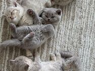 BKH Baby katzen - Bochum Langendreer