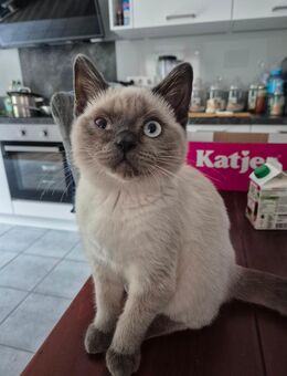 Bkh Blu Point kitten reinrassig - Rhede