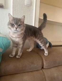 BKH Kater 2 Jahre - Gelsenkirchen Resse