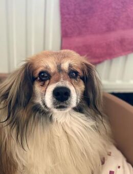 Buster sucht sein Zuhause - Neuss