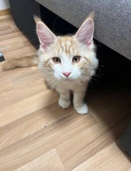 Maine Coon Kater - Altenkirchen (Mecklenburg-Vorpommern)
