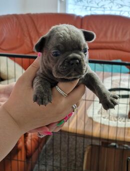 Französische Bulldoggen mit Nase - Bochum Günnigfeld