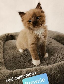 Reinrassige Ragdoll Kitten / Kätzchen mit Stammbaum - Belgern-Schildau