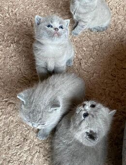 Reinrassige Bkh Kitten in blue - Brakel