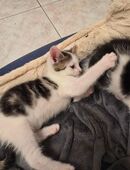 Geschwister Kitten suchen gemeinsames Zuhause in 18299