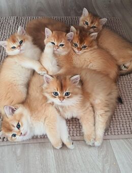 Liebevolle BKH und BLH Kitten - Schwalbach