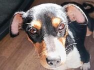 Yvi, Kuschelalarm, Traumhund 1J Sucht - Schwäbisch Hall