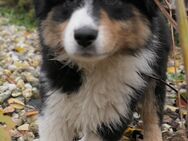 Reinrassige Australian Shepherd Welpen in black-tri - Reisbach