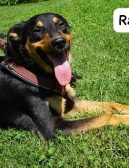 Ralfi einer unter vielen, ... - Kissing