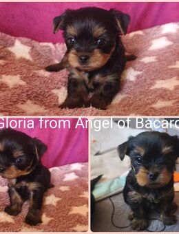 Reinrassige Yorkshire Terrier Welpen - Haiterbach